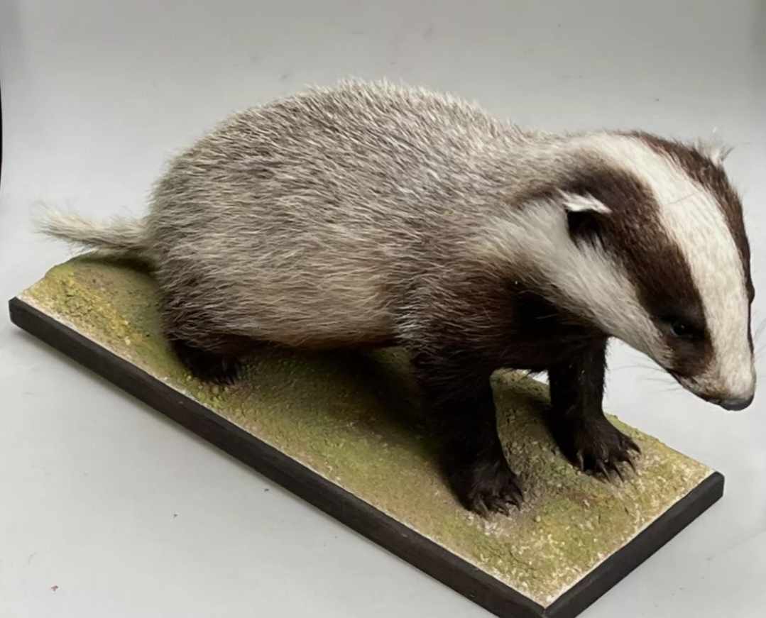 Badger taxidermy (baby)