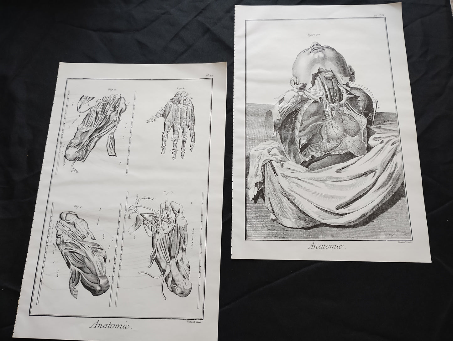 Old 19th anatomy lithograph set #3