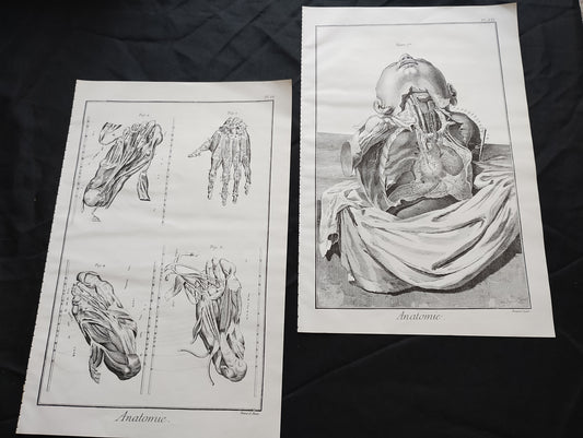 Old 19th anatomy lithograph set #3