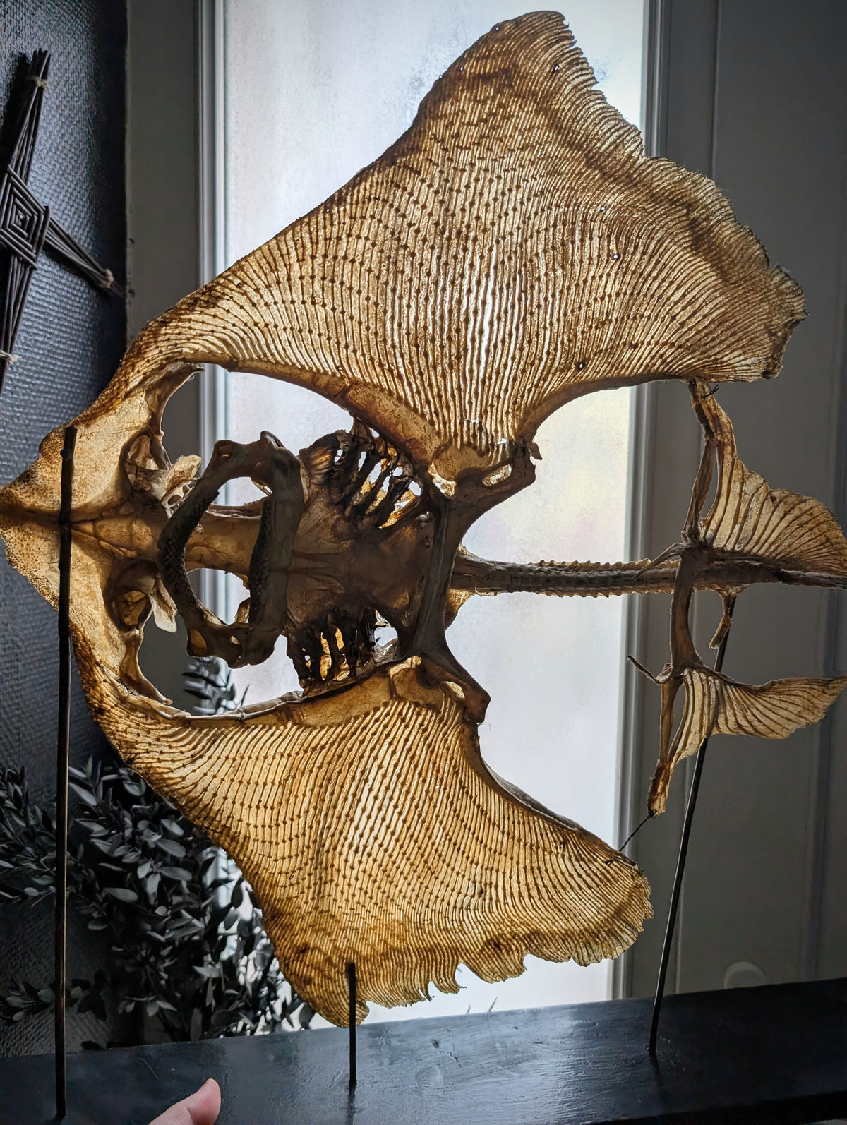 Large Eagle Ray Skeleton on Stand – Early 20th Century