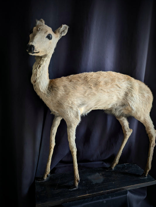 Vintage taxidermy of Deer from the 1950's