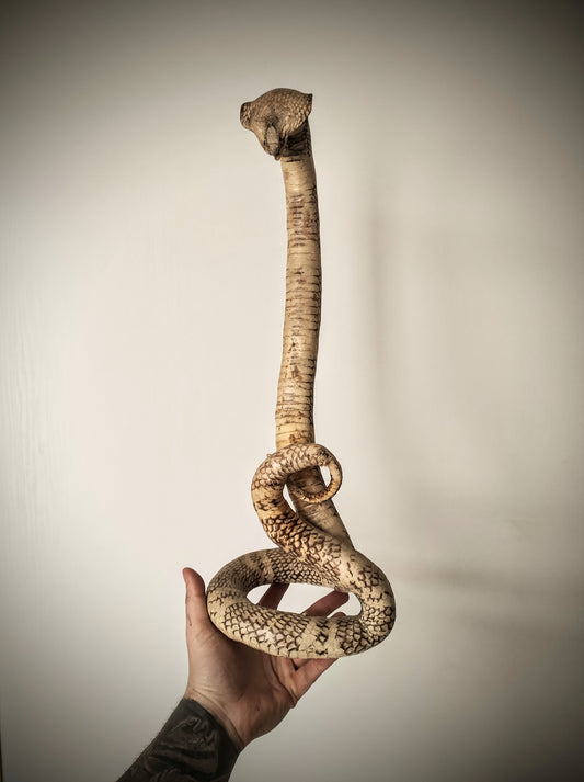 Cobra Taxidermy