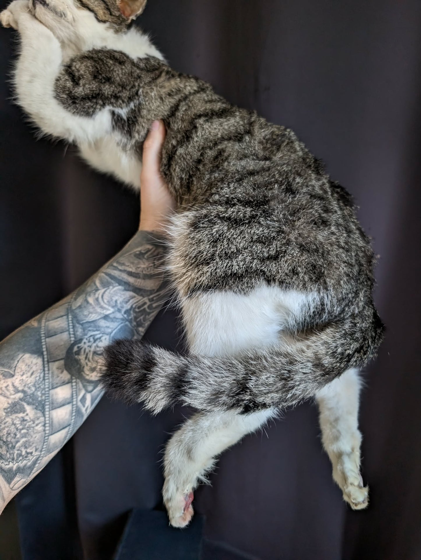 Stunning cat taxidermy (professional quality)