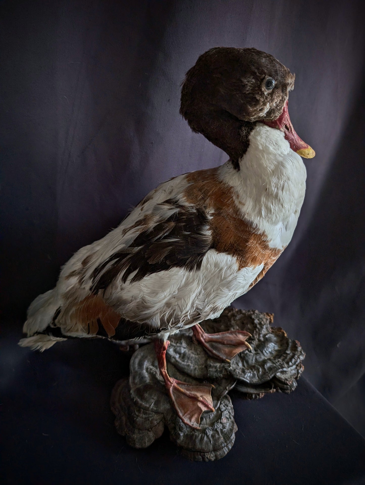 Antique Duck taxidermy on a fungus base (1960's)