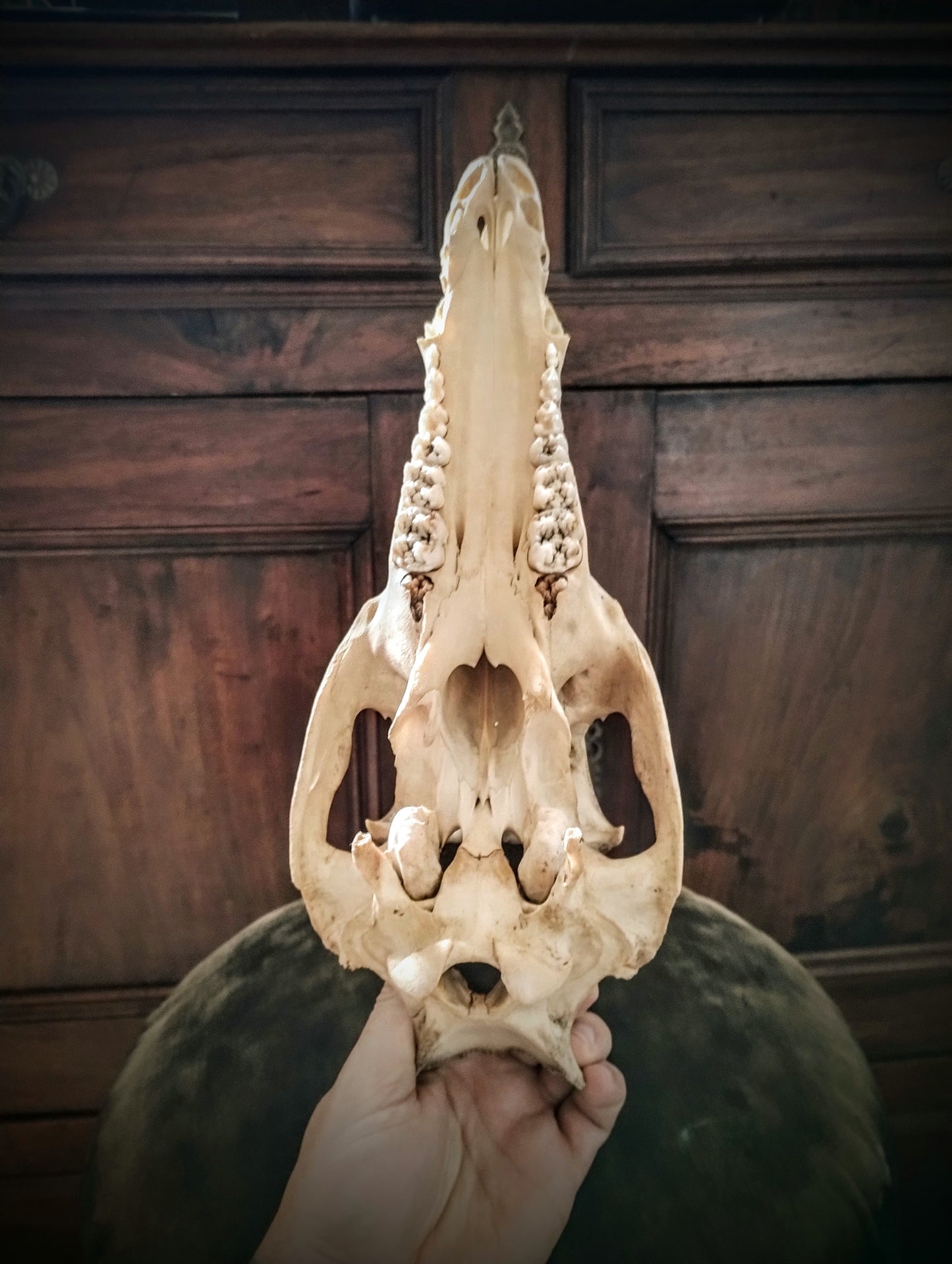 Wild Boar Skull