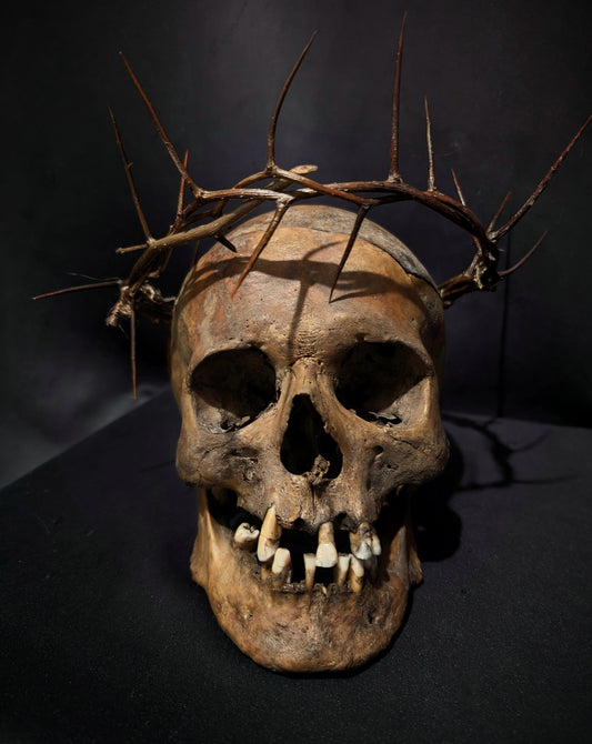 A magnificent male skull with a dark patina and a crown of thorns
