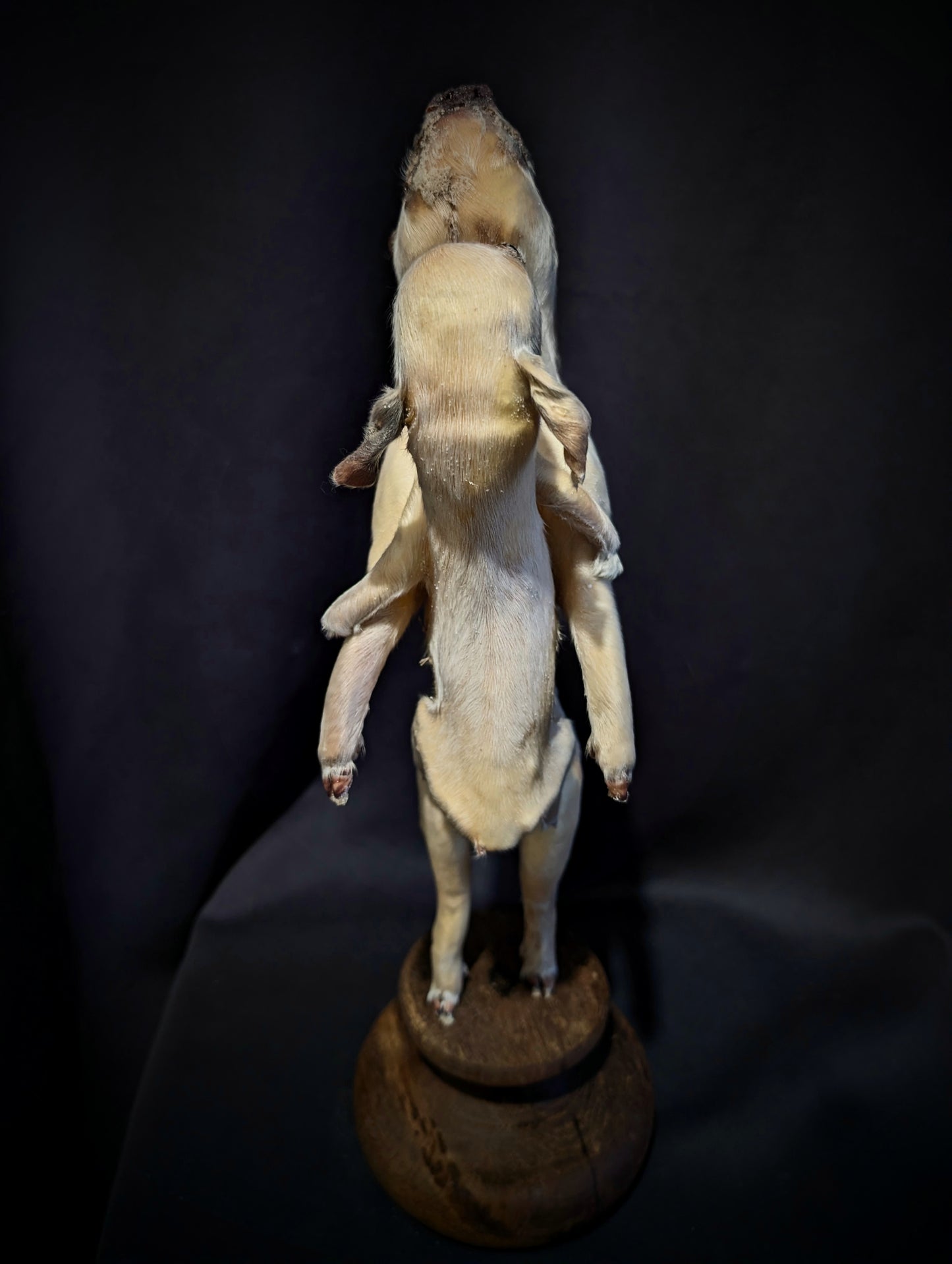 Rare taxidermy of a Siamese Pig !