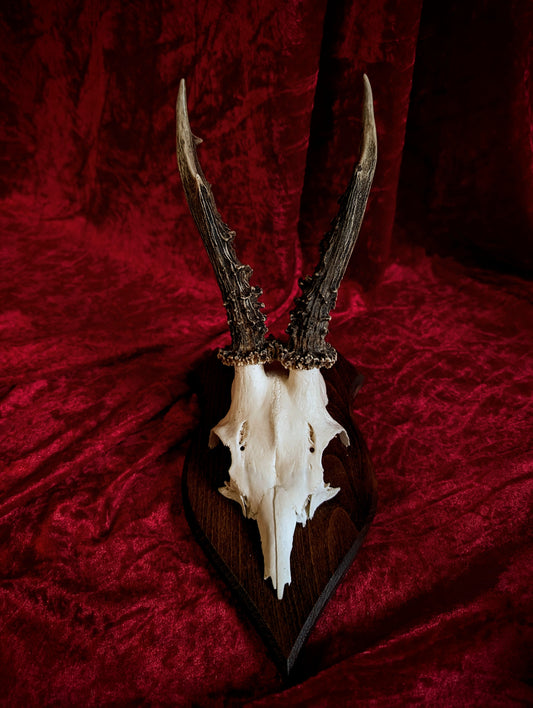 Antique Deer skull trophy #2