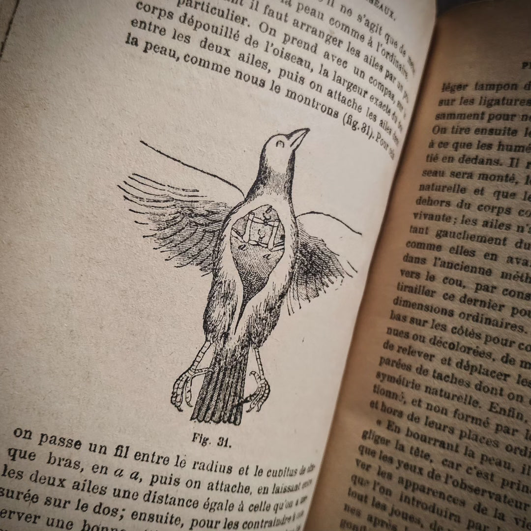 Livre 1933 "Naturaliste Préparateur" (Taxidermie, Préparations anatomiques, embaumements)