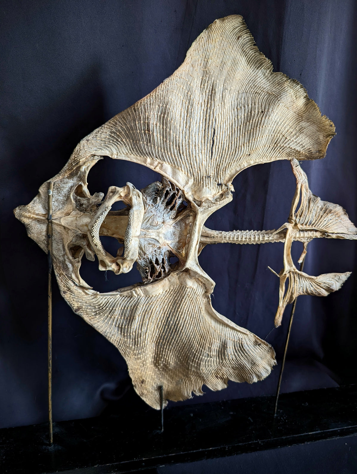 Large Eagle Ray Skeleton on Stand – Early 20th Century