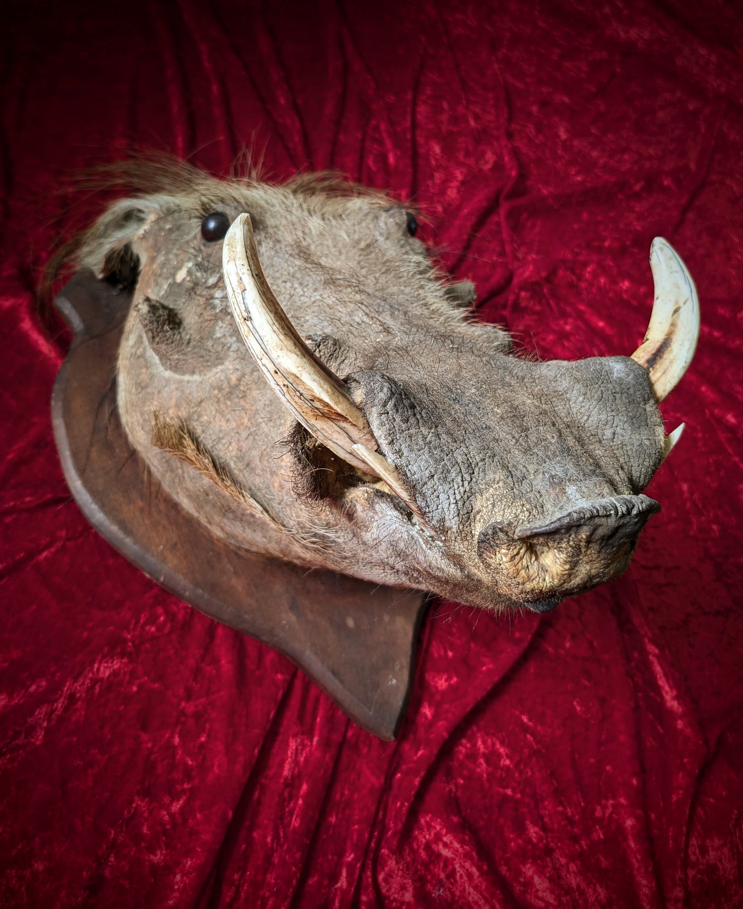 Warthog head, vintage taxidermy from the 1970's