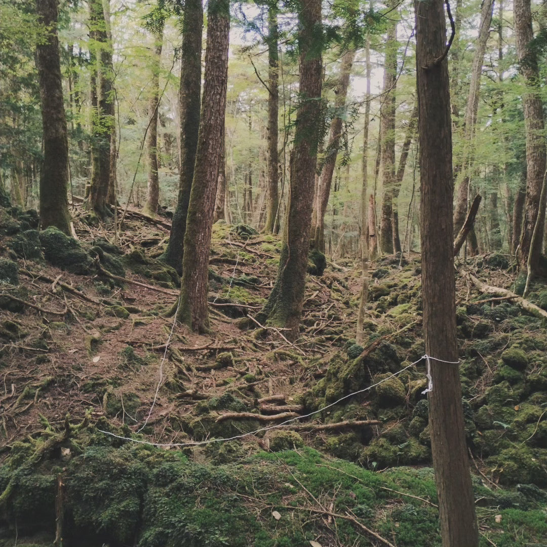 1 meter of white string from the Suicide Forest Aokigahara in Japan