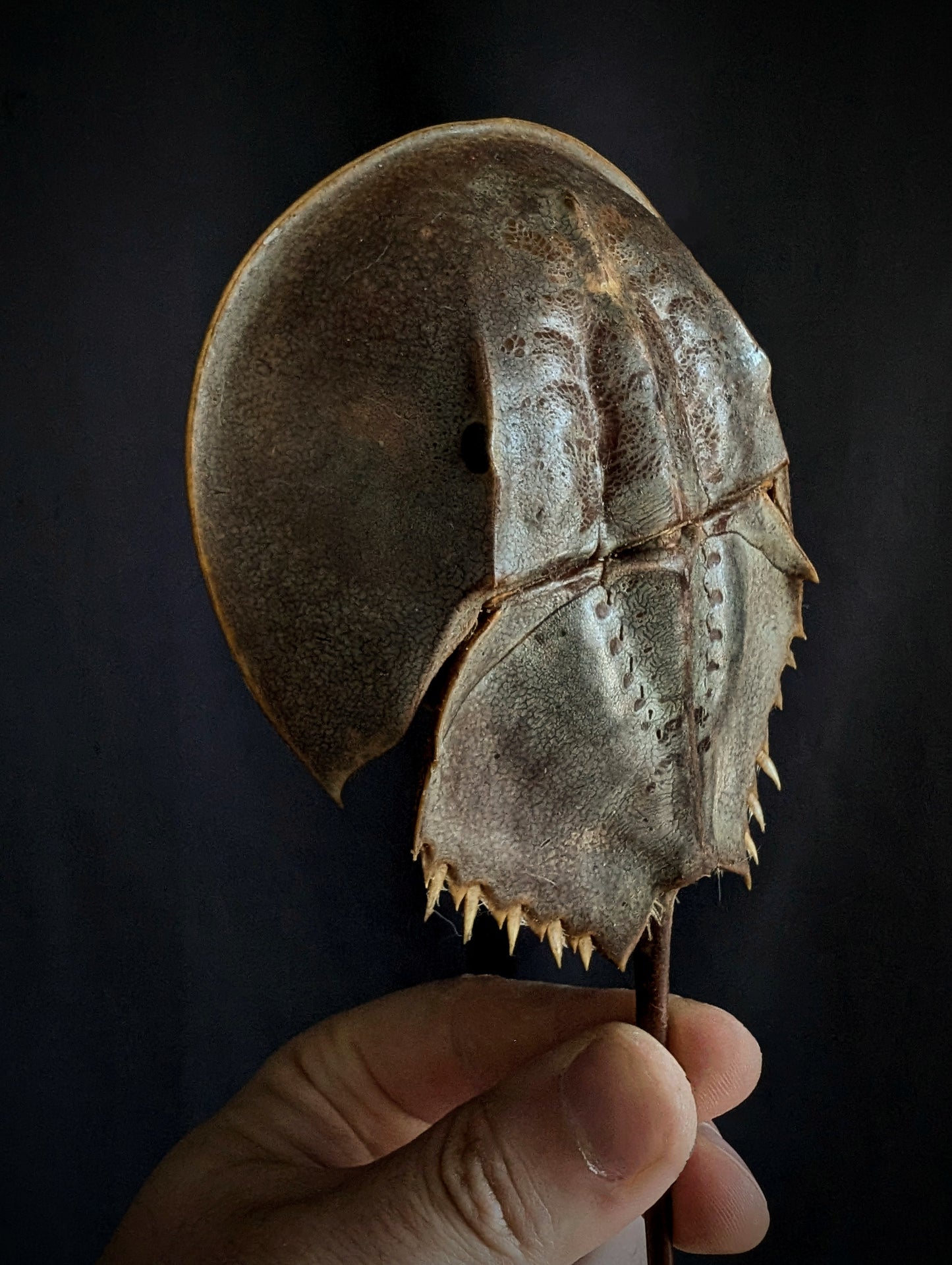 Horseshoe crab