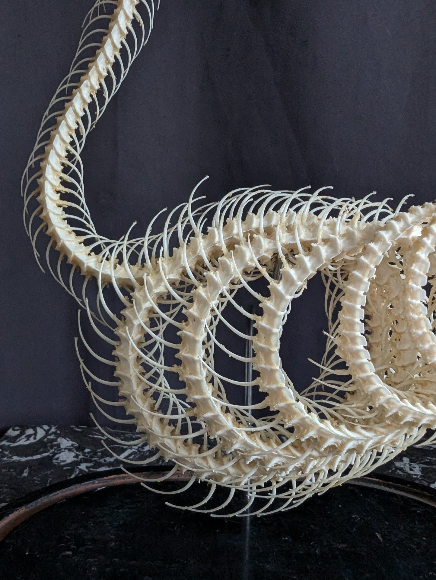 Mounted skeleton of a Bamboo Viper (Trimeresurus albolabris) on an antique Napoleon III base