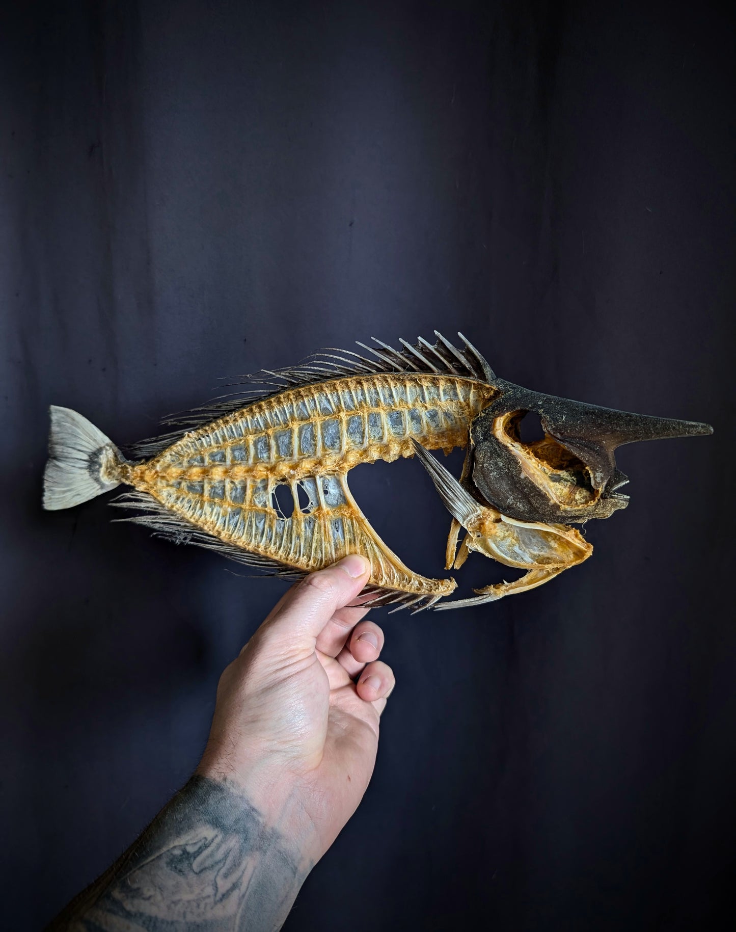 Naso brevirostris (Spotted Unicornfish) Skeleton 38cm