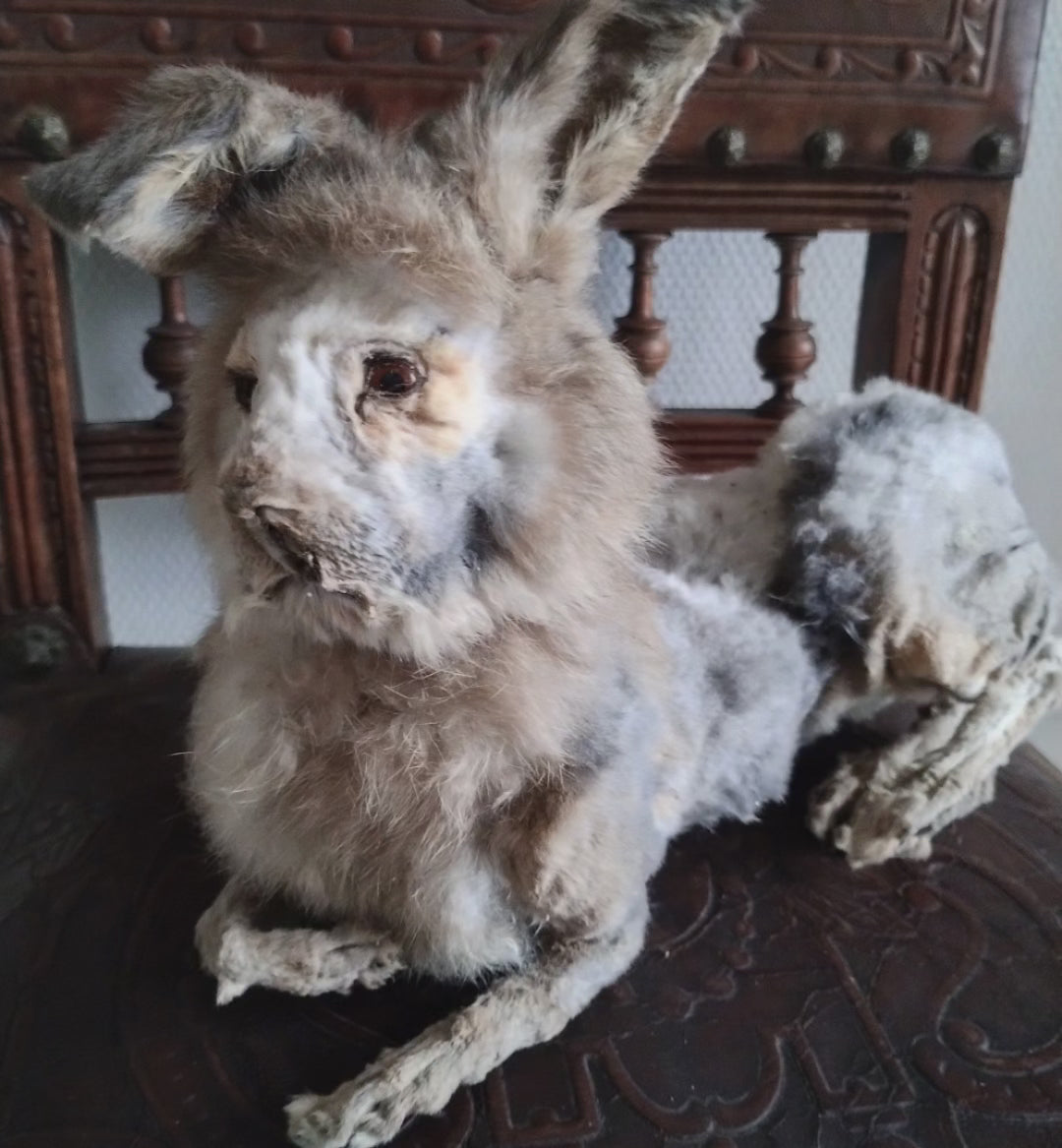 Rabbit-Lion taxidermy oddities