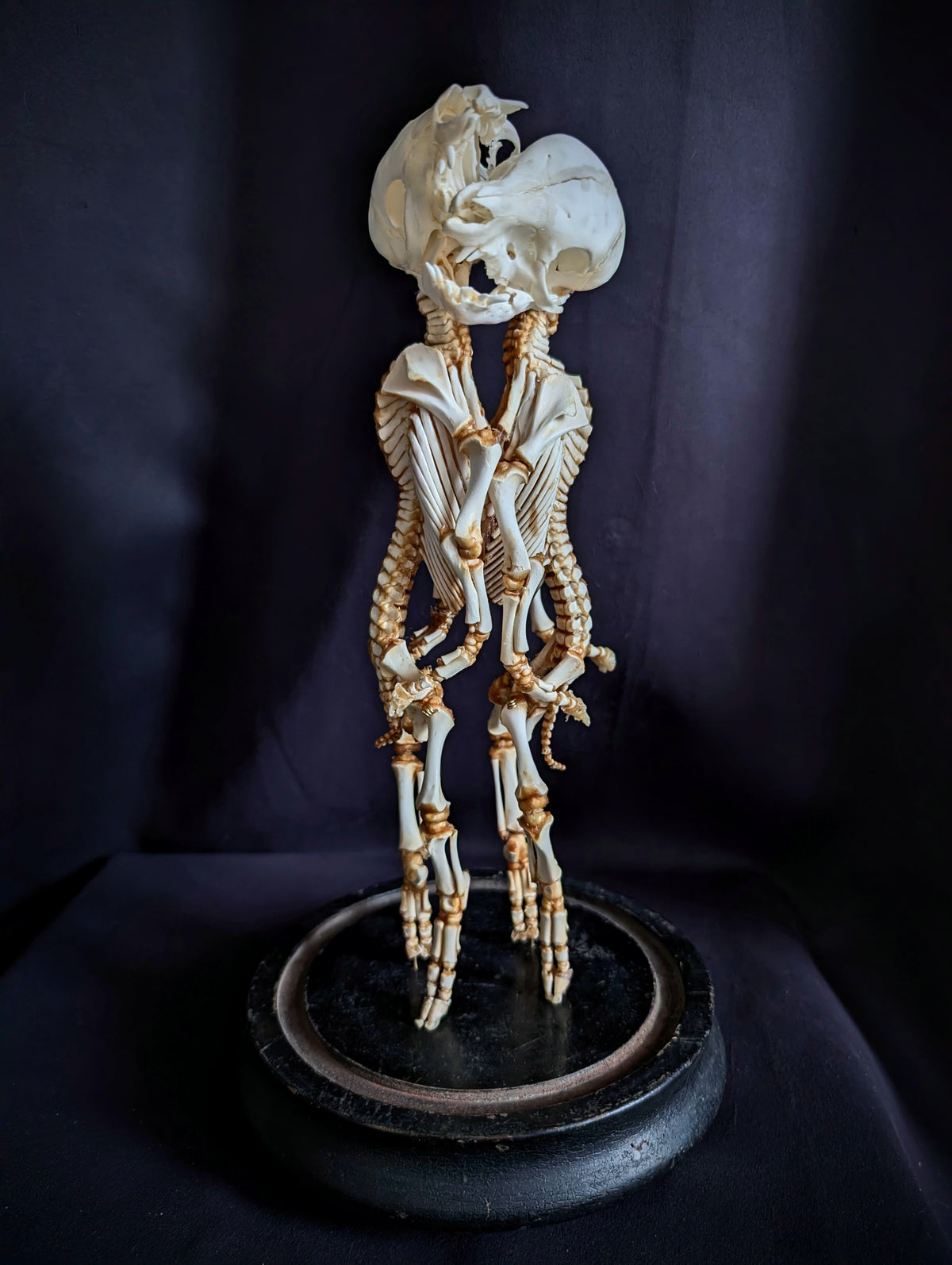 Rare Cephalopagus Pig Twin Skeleton "The Self-Devouring Form"