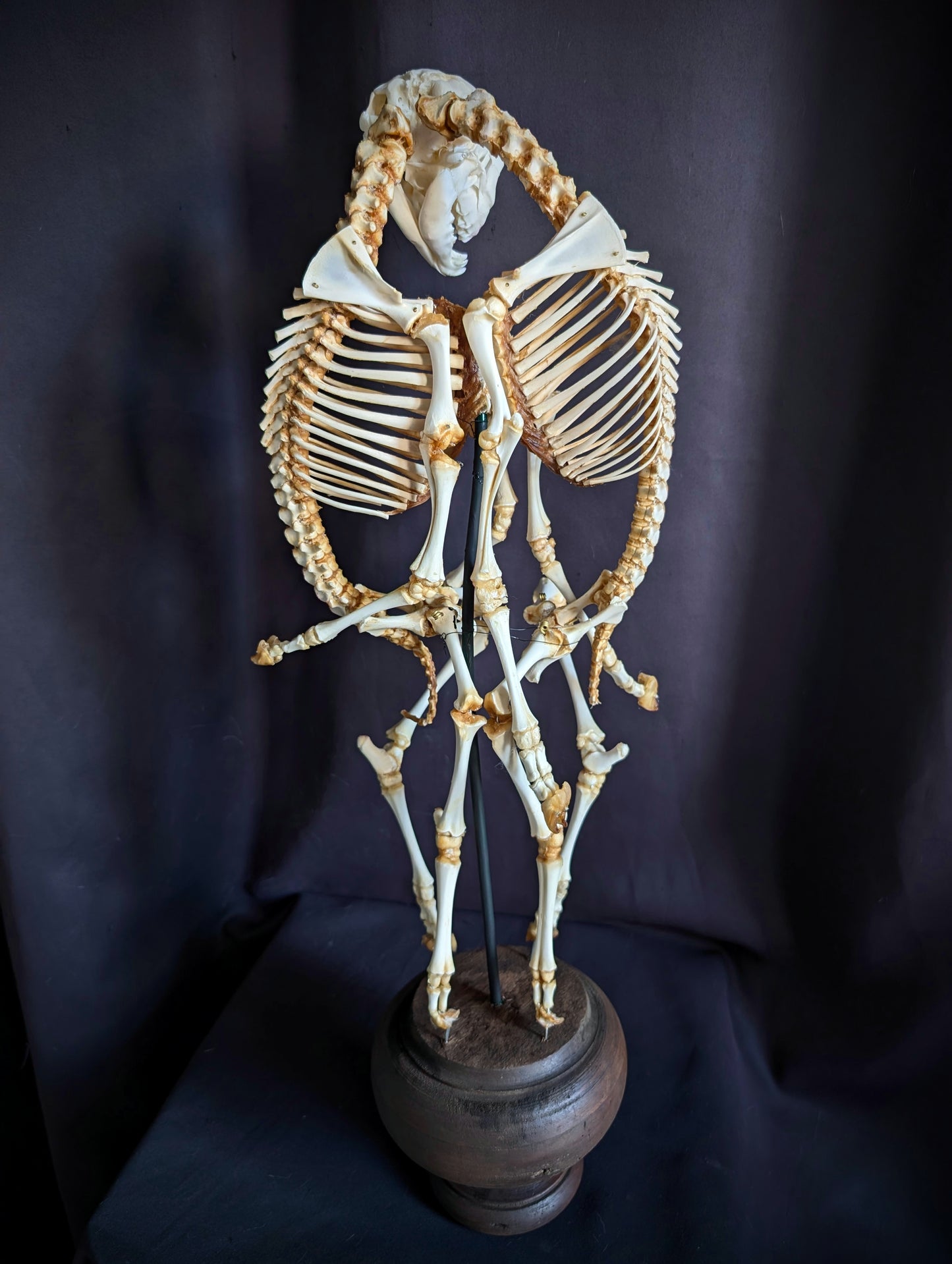 Exceptionally Rare conjoined twin sheep skeleton (Cephalothoracoventropagus).
Standing 60 cm (23.6 inches)