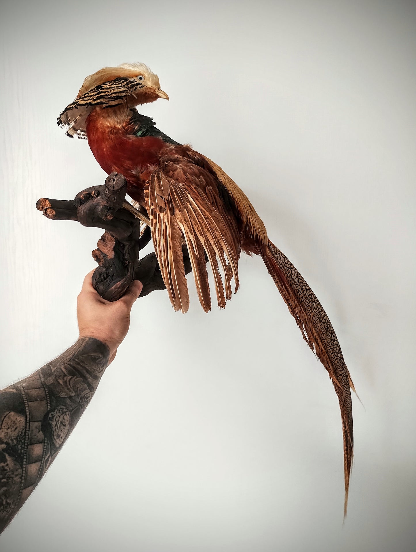 Golden pheasant taxidermy