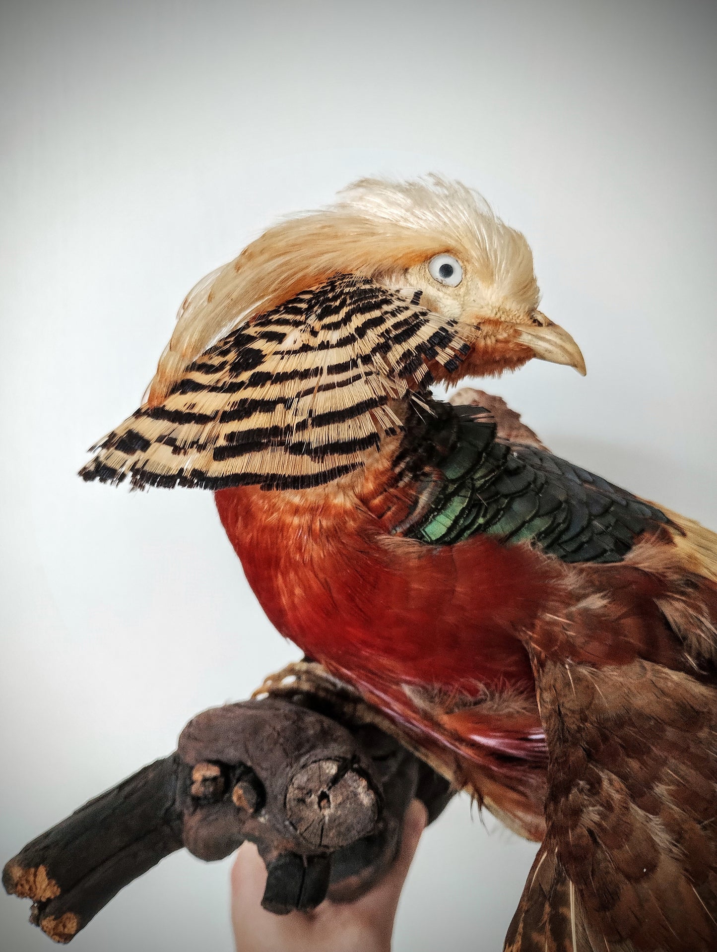 Golden pheasant taxidermy