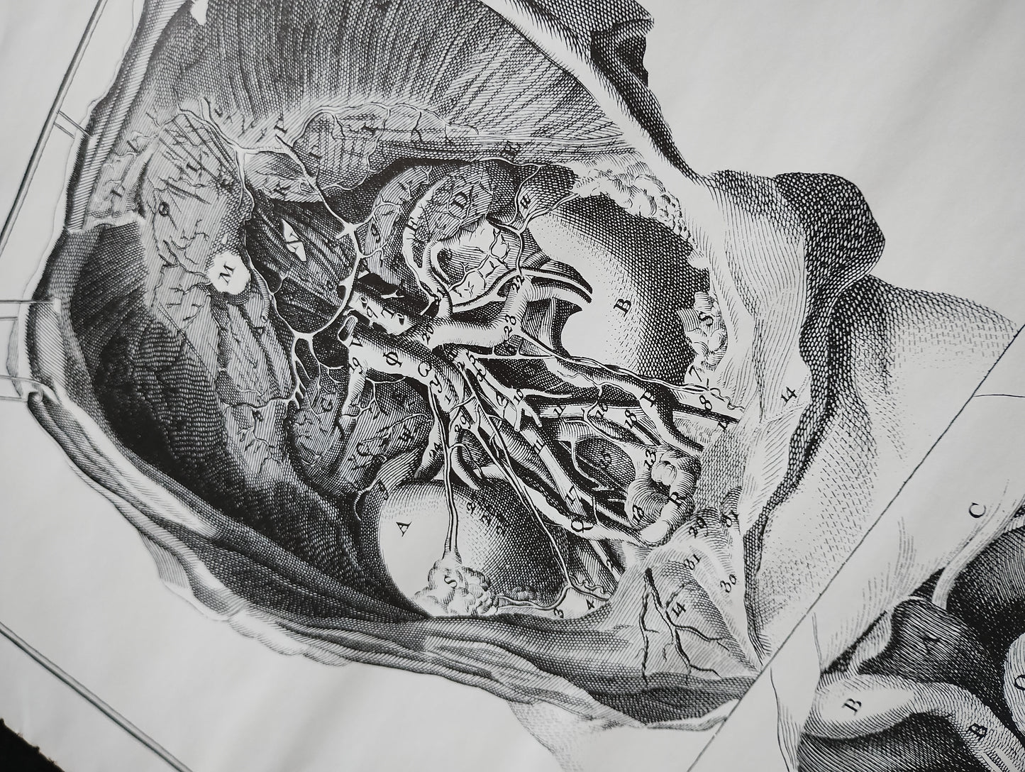 Old 19th anatomy lithograph set #5