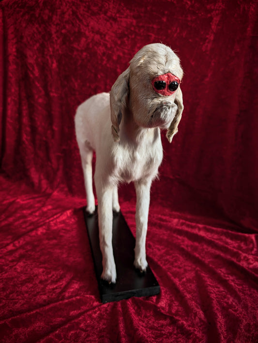 Rare Cyclop Goat taxidermy