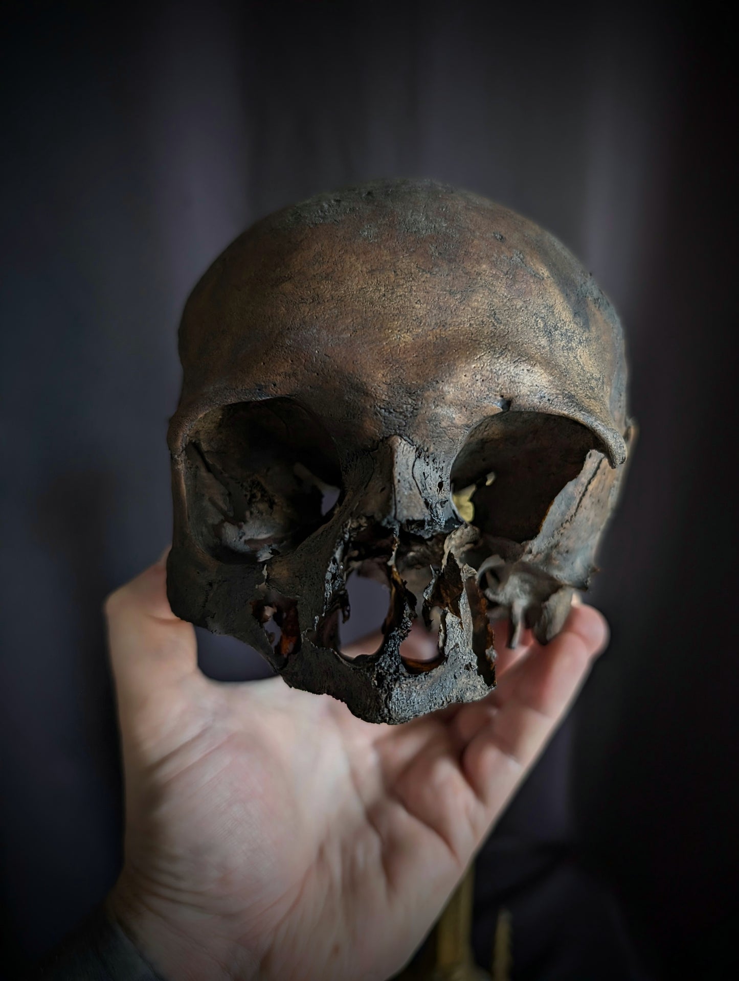 Antique geriatric skull with a dark patina, 19th century