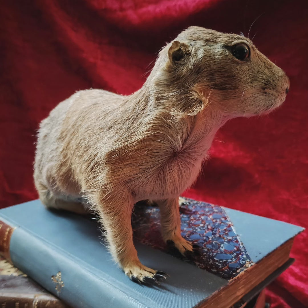 Prairie Dog taxidermy Cynomys Rare !