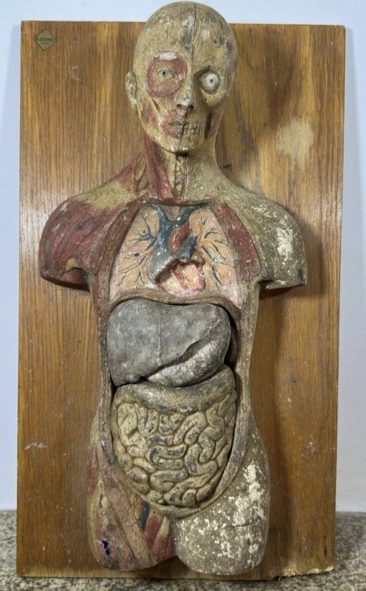 Rare Anatomical model " Boubée Paris" (from 1890/1910's)