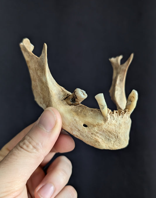 Old mandible
