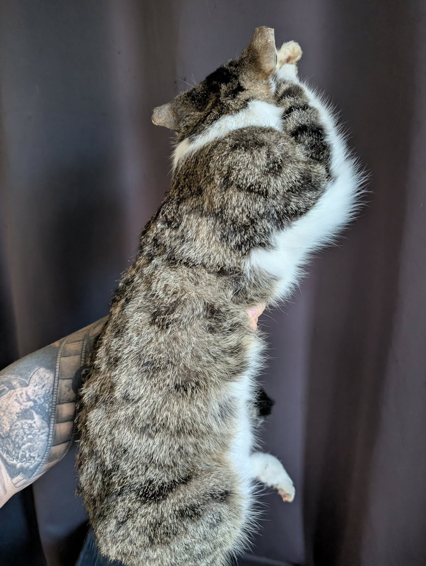 Stunning cat taxidermy (professional quality)