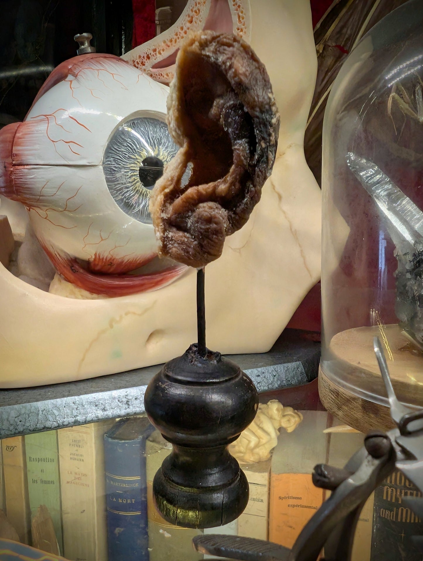 Mummified old ear (left), medical collection / very rare !
