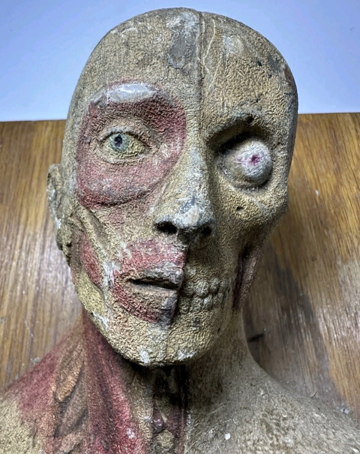 Rare Anatomical model " Boubée Paris" (from 1890/1910's)