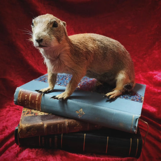 Prairie Dog taxidermy Cynomys Rare !