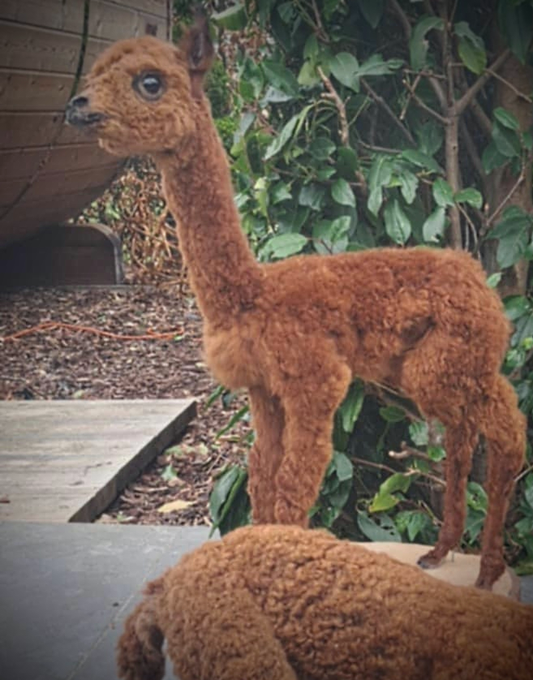 Alpaca taxidermy fullmount