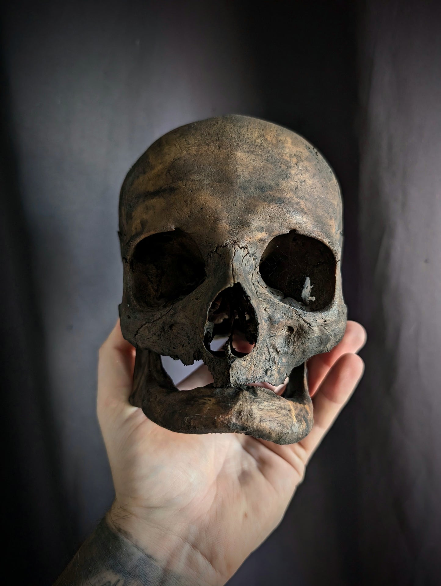 Antique dark geriatric skull from late 19th century