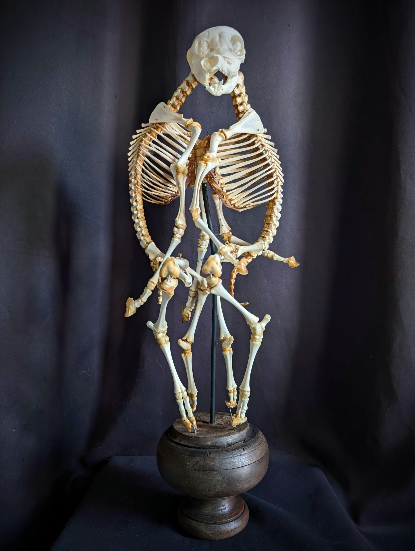 Exceptionally Rare conjoined twin sheep skeleton (Cephalothoracoventropagus).
Standing 60 cm (23.6 inches)