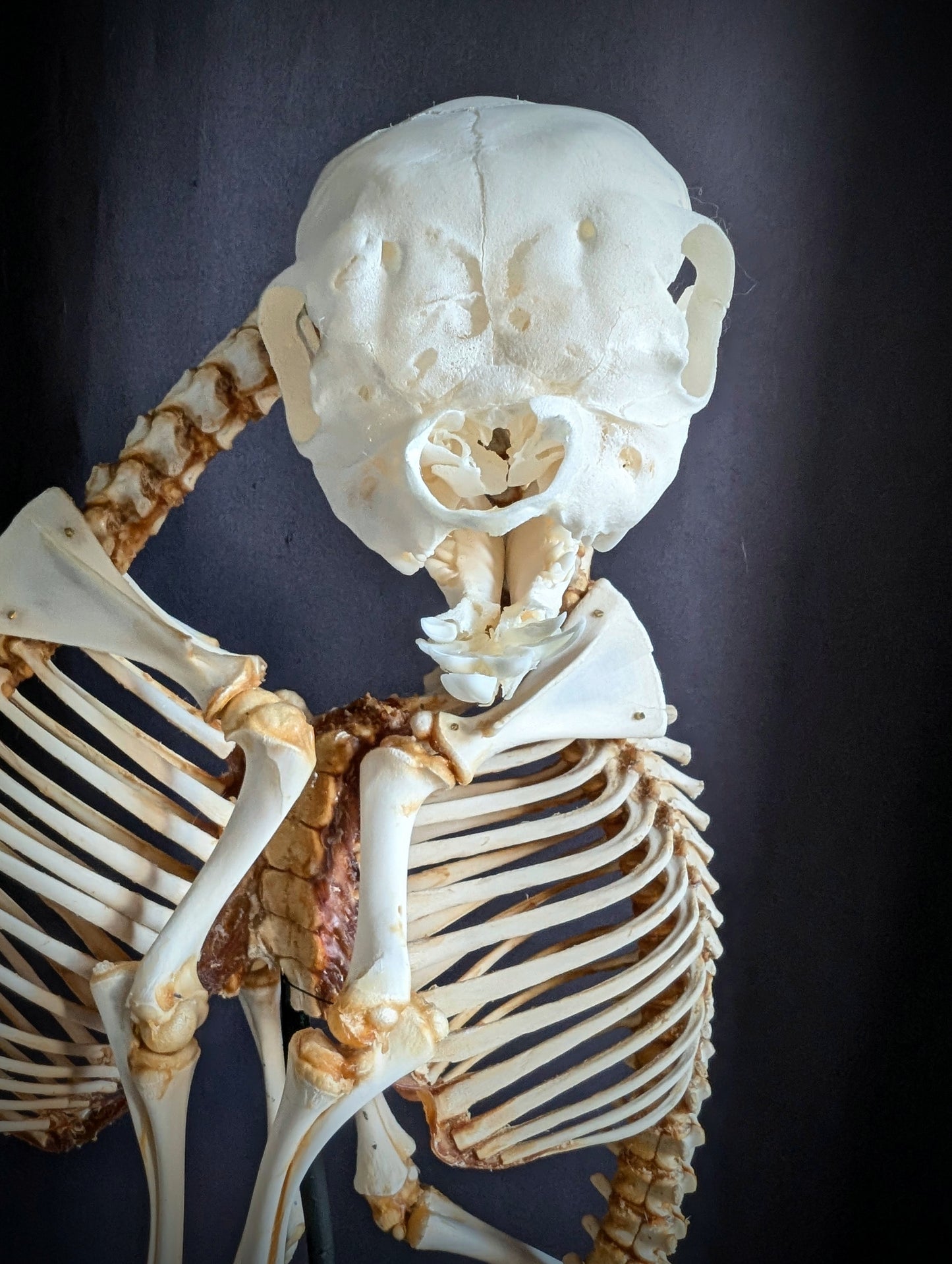 Exceptionally Rare conjoined twin sheep skeleton (Cephalothoracoventropagus).
Standing 60 cm (23.6 inches)