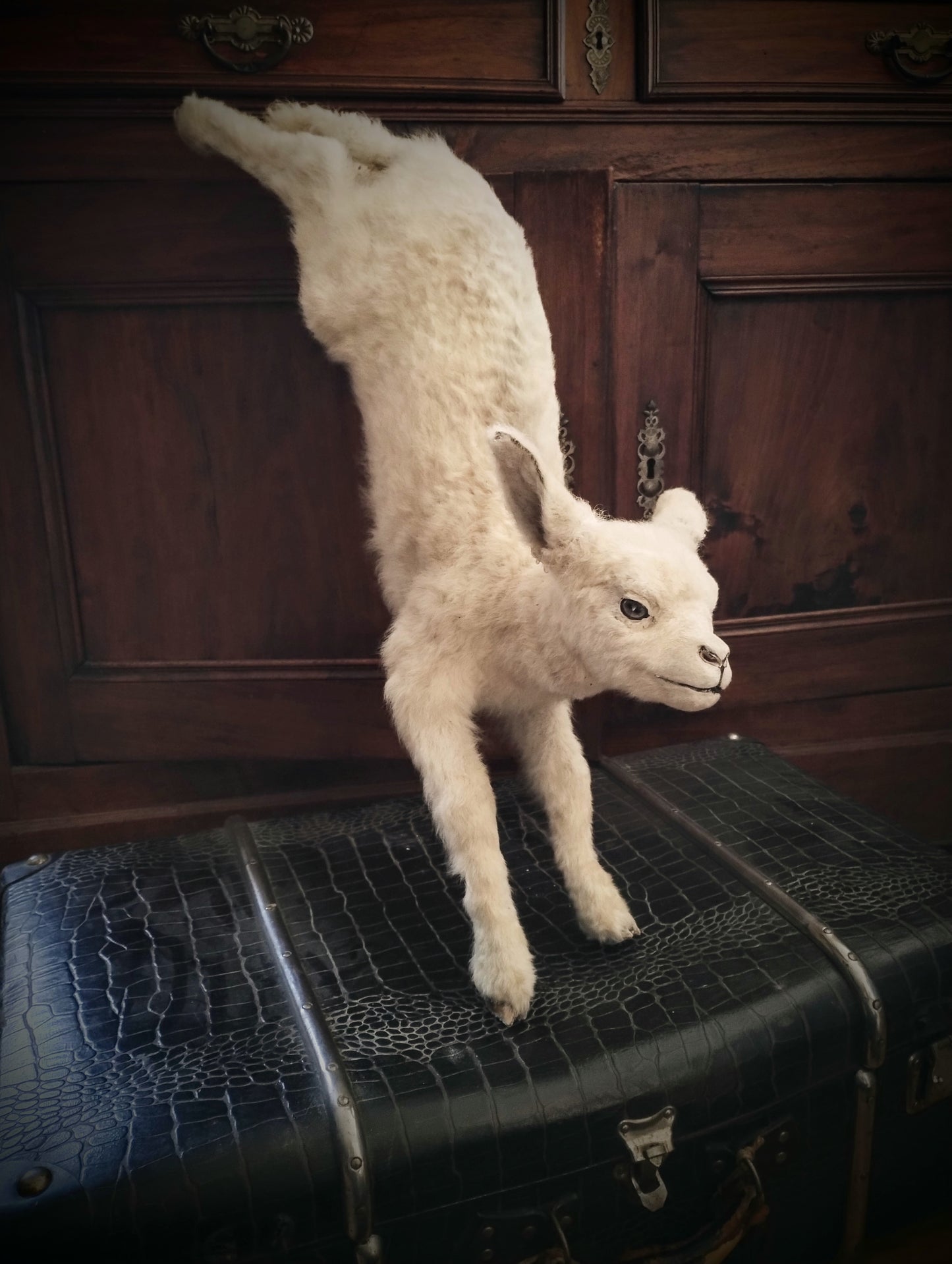 White Lamb taxidermy jumping