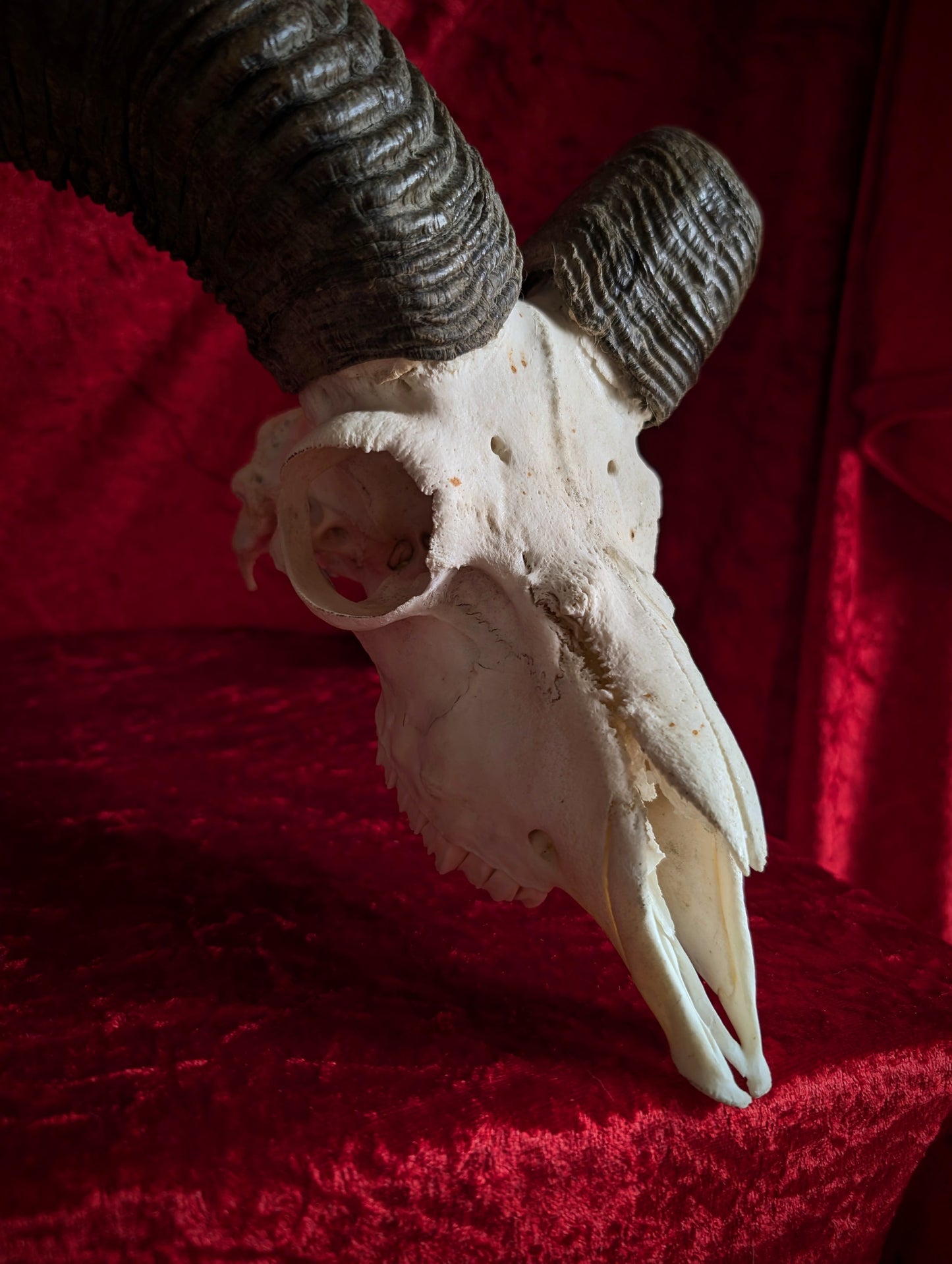 Mouflon Skull (40cm)