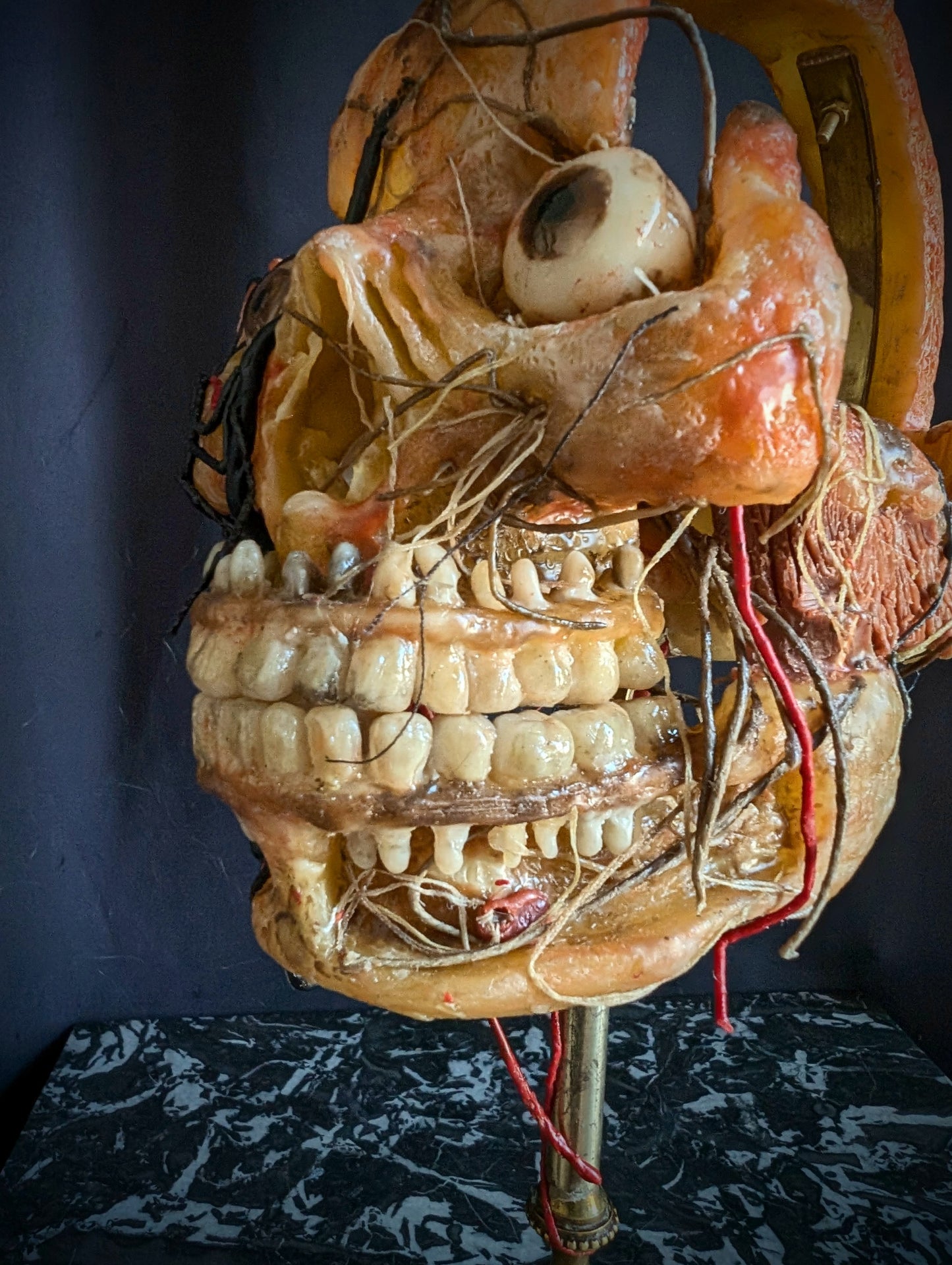 Original mid-20th century anatomical Wax head (Rare !)