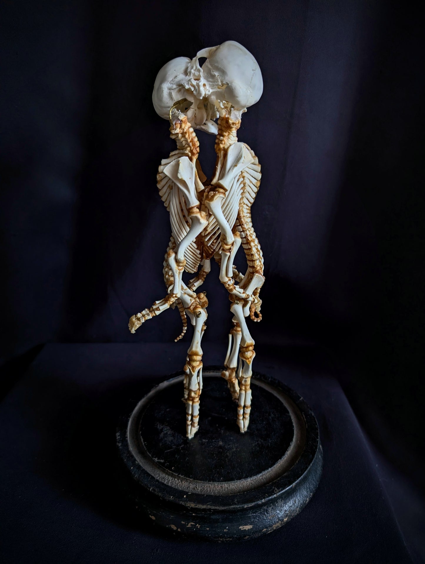 Rare Cephalopagus Pig Twin Skeleton "The Self-Devouring Form"