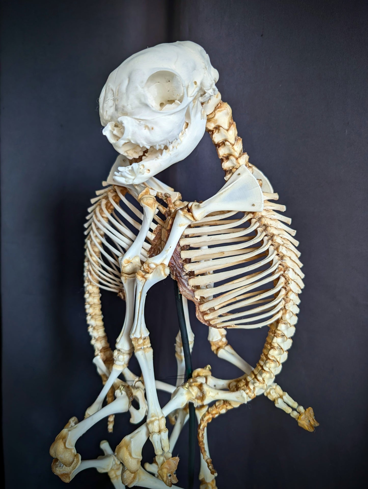 Exceptionally Rare conjoined twin sheep skeleton (Cephalothoracoventropagus).
Standing 60 cm (23.6 inches)