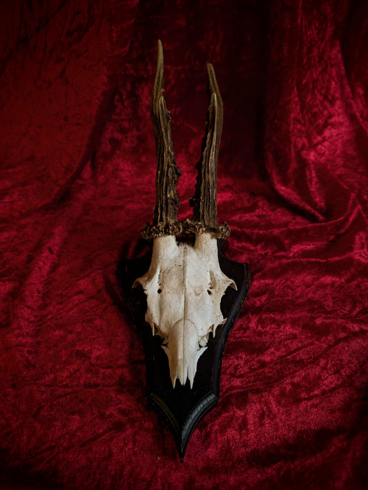 Antique Deer skull trophy #5