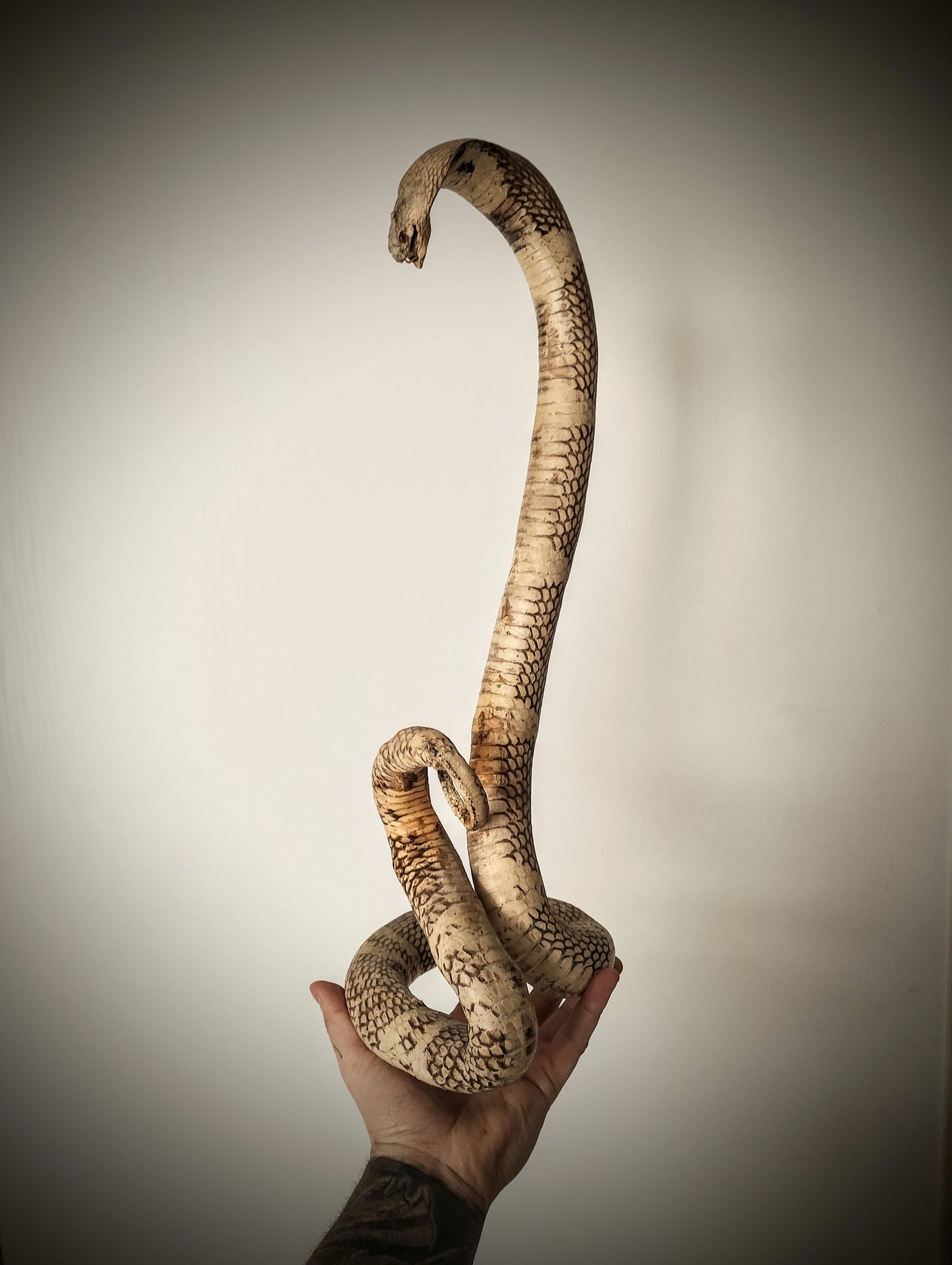 Cobra Taxidermy