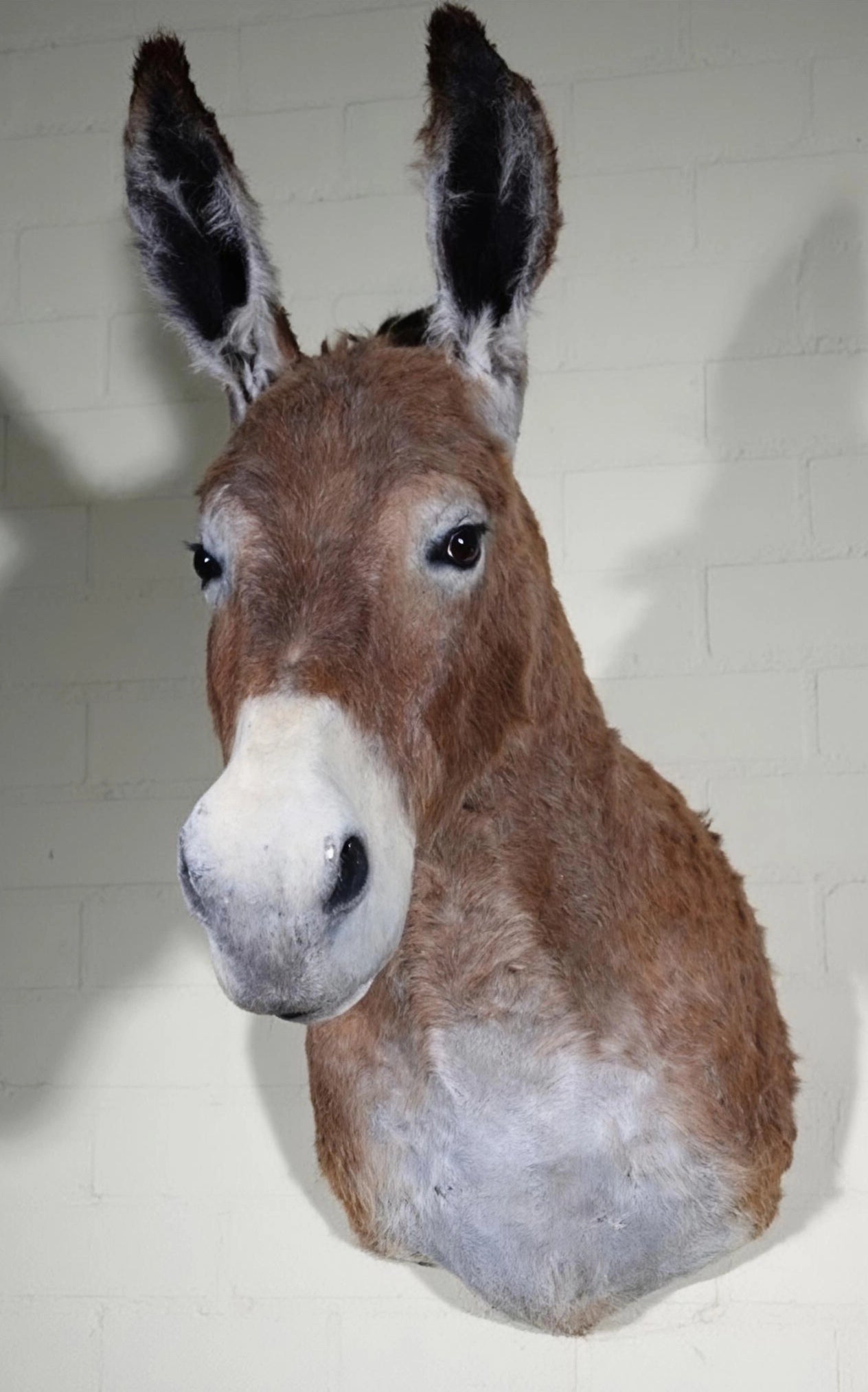 Donkey taxidermy (reserved)