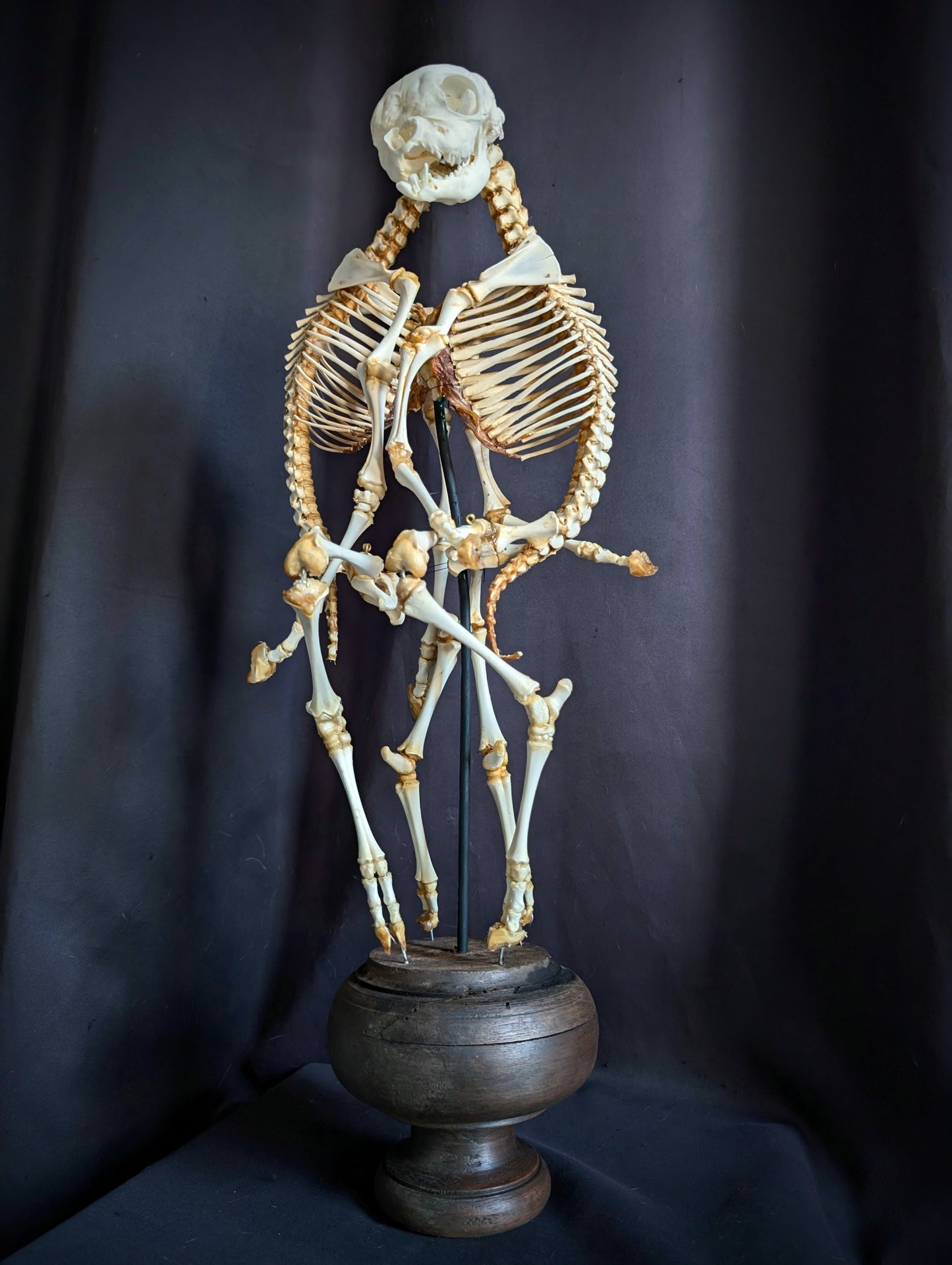 Exceptionally Rare conjoined twin sheep skeleton (Cephalothoracoventropagus).
Standing 60 cm (23.6 inches)