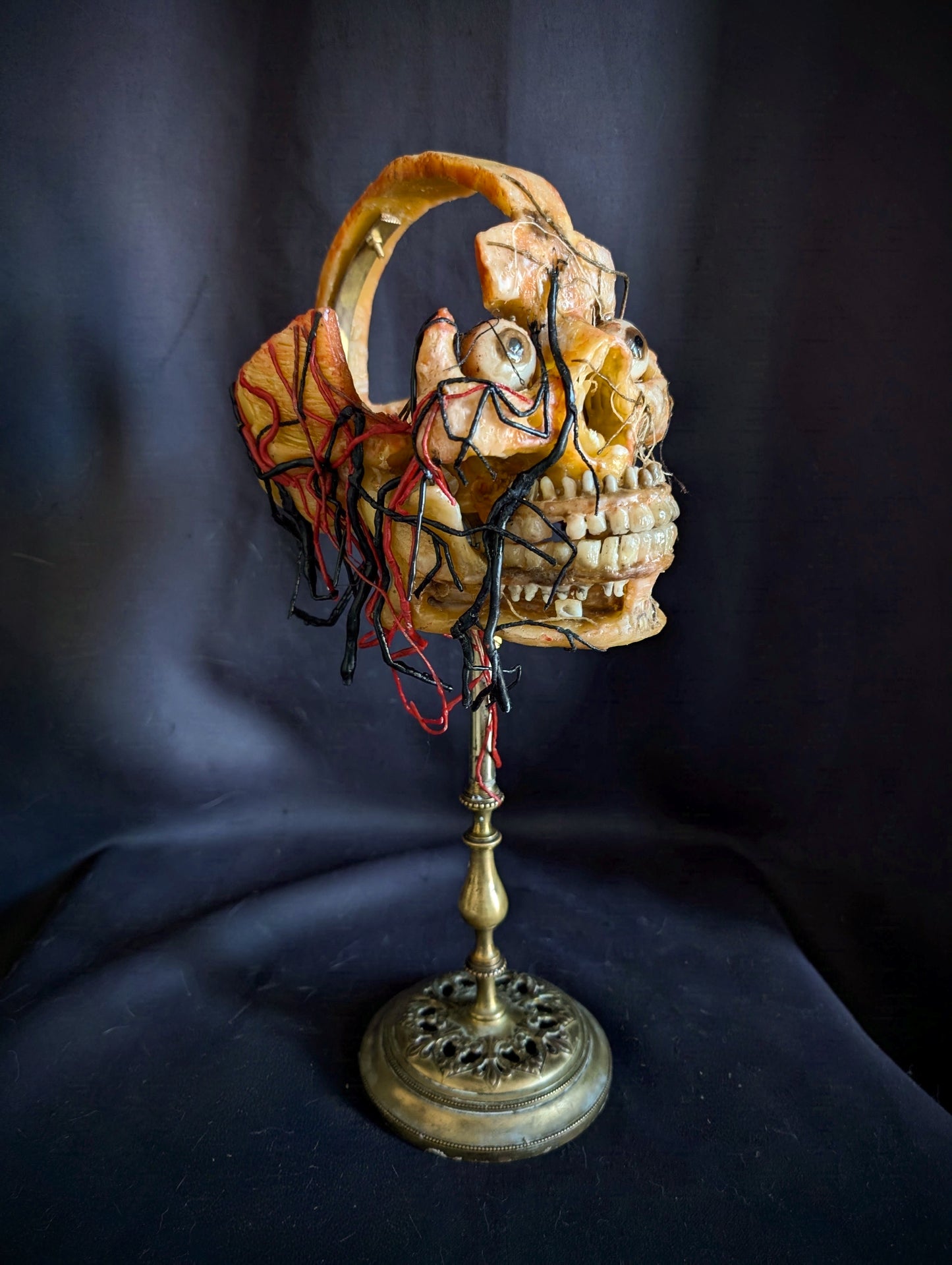 Original mid-20th century anatomical Wax head (Rare !)