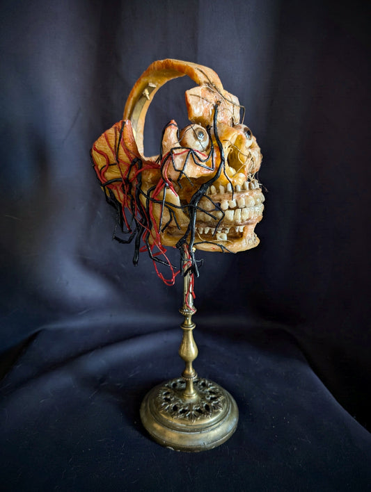 Original mid-20th century anatomical Wax head (Rare !)