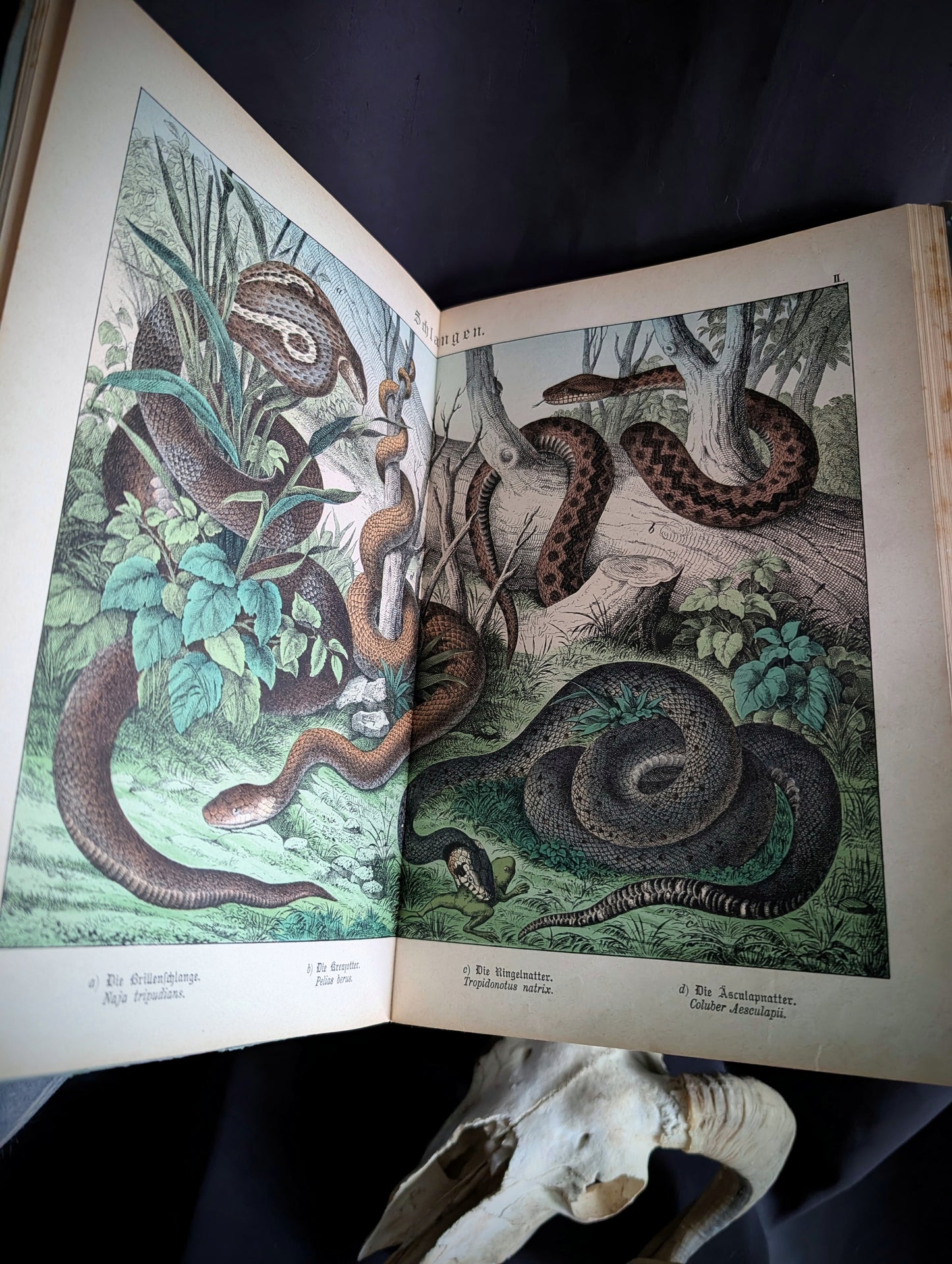 Old German book from 1886 "Naturgeschichte der Reptilien, Amphibien, Fische, Insekten.." by Dr Schubert